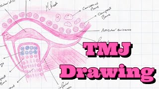 how to draw TMJ [upl. by Claresta370]