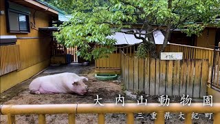 【珍獣】全国でも珍しい私設の動物園 大内山動物園に珍しい動物がたくさんいます！【家族旅行】 [upl. by Ybot]