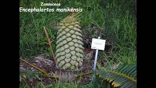 Cycads of South Africa [upl. by Eiffe]