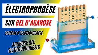 ✅Électrophorèse dADN sur gel dagarose Matériel utilisé [upl. by Kalie]