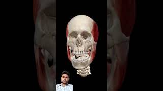 neet skeletal skeletalsystem animation doctor anatomy humananatomy humanbody [upl. by Thomajan]