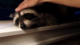 Petting A Friendly Wild Raccoon To Sleep [upl. by Avirt]