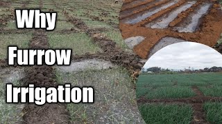 Why furrow irrigation and what you need to have and do for successful furrow irrigation [upl. by Hsitirb150]