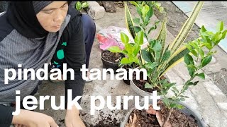 pindah tanam jeruk purut menjual sampah non organik [upl. by Asirret174]