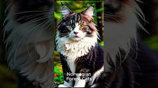 Norwegian Forest Cats [upl. by Nollek]