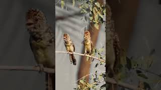 D Arnauds Barbet Bird birds wildlife nature shorts youtubeshorts [upl. by Agiaf]