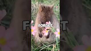 Quokka The Adorable Smiling Animal That Will Melt Your Heart 😍🐾 shortsfeed [upl. by Nreval113]