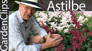 Astilbe  Goats Beard  False Spirea  Good shade plant  flowering perennial [upl. by Laehctim816]