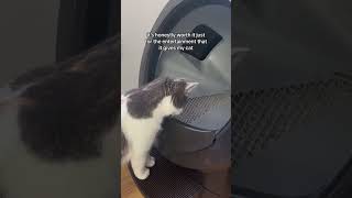 Introducing a cat to LitterRobot automatic litter box [upl. by Sarkaria]