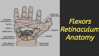 Flexors Retinaculum  Less Time Full Concept  Exam Oriented anatomy mbbs medico Upper Limb [upl. by Augie772]