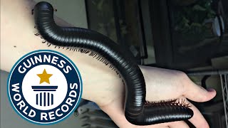 Holding the Worlds Biggest Millipede [upl. by Nirej205]