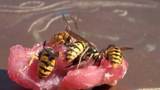 How wasps cut and eat meat [upl. by Ahsaela]