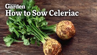 How to Sow Celeriac [upl. by Ylen]