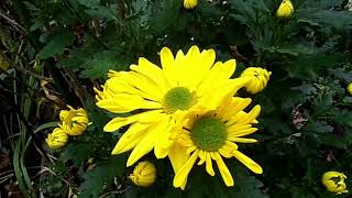 31 10 2024 Bye Bye Oktober💞🙋 ♀️🍁🍂🌿 Chrysanthemen bringen Farbe in den HerbstGarten [upl. by Lyle]