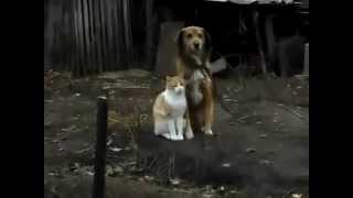 Cat Hugging Dog Very CUTE [upl. by Blondy]