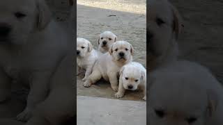 Labrador retriever puppies ♥️ beautiful puppies British Labrador retriever puppies love petsvlog [upl. by Yelnikcm30]