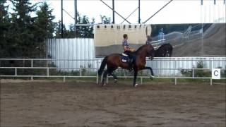 lusitano stallion 2007 by toxico x xaquiro mayo 2014 FOR SALE [upl. by Balfour]