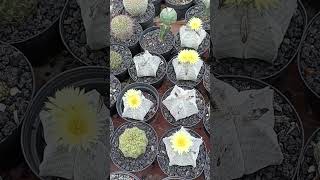 Se vinieron floraciones Astrophytum Myriostigma [upl. by Nelo]