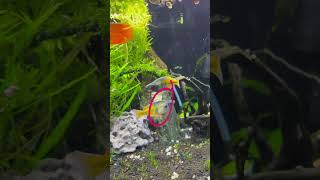 Boesemani rainbow fish changing colour live aquarium shorts aquascaping [upl. by Ecilayram]