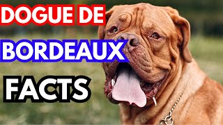 Dogues de Bordeaux  Top 10 Facts [upl. by Lucine]