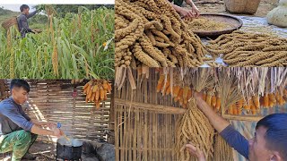 Harvesting golden Millet Joy from the Fields  Tà Xùa Daily Life [upl. by Monda]