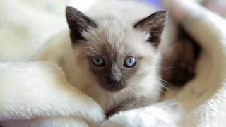 Curious Siamese Kitten [upl. by Lajib]