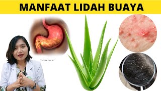 MANFAAT DAN CARA OLAH LIDAH BUAYA UNTUK KESEHATAN  drEmasuperr [upl. by Nytsirhc]