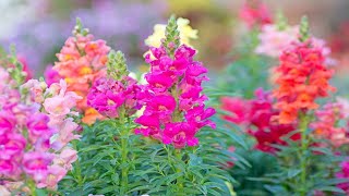 Antirrhinum majus Beautiful Flower 59 [upl. by Zerdna]