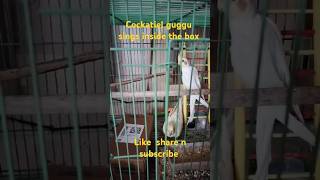 Cockatiel bird guggu🐥 is singing inside the box😲 shortsfeed trendingviralvideo birdsounds [upl. by Dnomed]