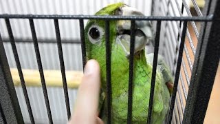 Blue fronted amazon parrot Likes to cuddle [upl. by Stephie150]