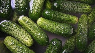 HOW TO PICK PICKLE AND EAT YOUR GHERKINS CUCUMBERS OR CUCAMELONS IN 24 HOURS [upl. by Lainey]