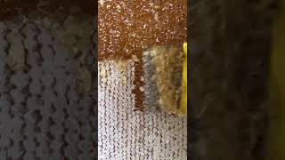 Satisfying Honey Harvesting A Sweet Sound and Sight [upl. by Eppes]