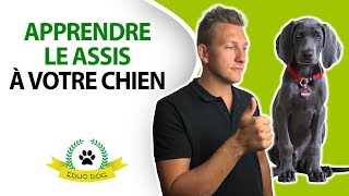 3 étapes FACILES pour apprendre le ASSIS à votre chien [upl. by Unhsiv856]