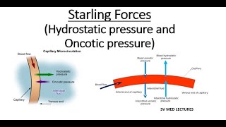 Starling Forces  Hydrostatic pressure and Oncotic pressure [upl. by Rick]