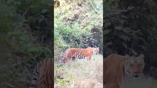 TIGRES cub seen for the first time😍corbettvinodbhadolajiviralvideo trending corbettctrtiger [upl. by Ikkim]