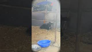 Dairy farm wala daku ll dudhutpadcow bufflo animals shorts [upl. by Mercola]