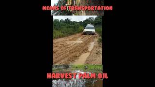 23 TRANSPORTATION AFTER THE OIL PALM FRUIT IS HARVEST PART 5🛑 LANGSIR [upl. by Savdeep]