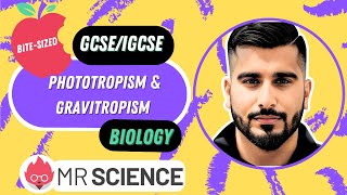 Phototropism amp Gravitropism  Bitesized  GCSE  IGCSE Biology  Mr Science in 8K [upl. by Bausch947]