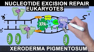 Nucleotide Excision Repair in Eukaryotes [upl. by Sul]