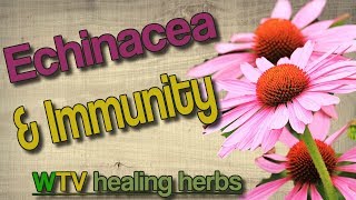 Echinacea plant Echinacea Benefits A traditional immune system modulator [upl. by Enyale]