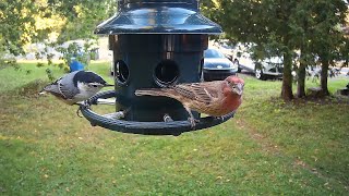 Backyard Birds on Squirrel Buster Plus 2 [upl. by Imogen]