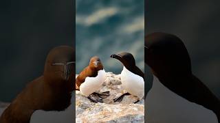 The quotfuture warriorsquot of the bird world a seabirds with scifi appearancesRazorbill Alca torda [upl. by Dionisio]