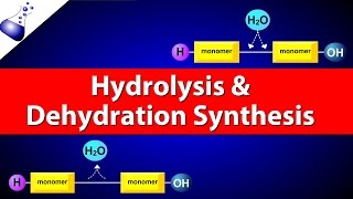 Hydrolysis and Dehydration Synthesis [upl. by Anauqat574]