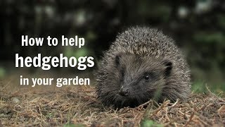 The Wildlife Garden Project  How to help hedgehogs in your garden [upl. by Eterg]