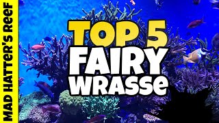 Top 5 Fairy Wrasse For Your Reef Tank [upl. by Artap]