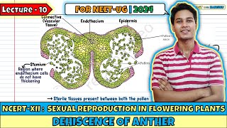 Lec 10 Dehiscence of Anther Sexual Reproduction in Flowering Plants Class 12 [upl. by Cutty]