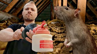 Répulsif  Comment faire fuir les RATS amp SOURIS dun grenier [upl. by O'Reilly]