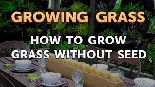 How to Grow Grass Without Seed [upl. by Nelram]