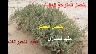 نبات الفوائد العظيمة لكل إنسان  الرغل  حلقة 370 [upl. by Victor]