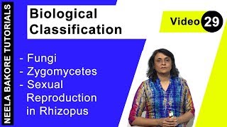 Biological Classification  NEET  Fungi  Zygomycetes  Sexual Reproduction in Rhizopus  Dr Neela [upl. by Spanjian]